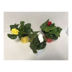PlantiflorKnollenbegonie verschiedene Farben T12