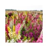 PlantiflorKnospenheide Beauty Ladies Trio