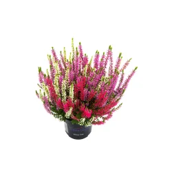 PlantiflorKnospenheide Beauty Ladies Trio