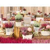 PlantiflorKnospenheide Beauty Ladies Topf Durchmesser 9,5 cm