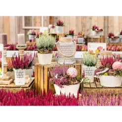 PlantiflorKnospenheide Beauty Ladies Topf Durchmesser 9,5 cm