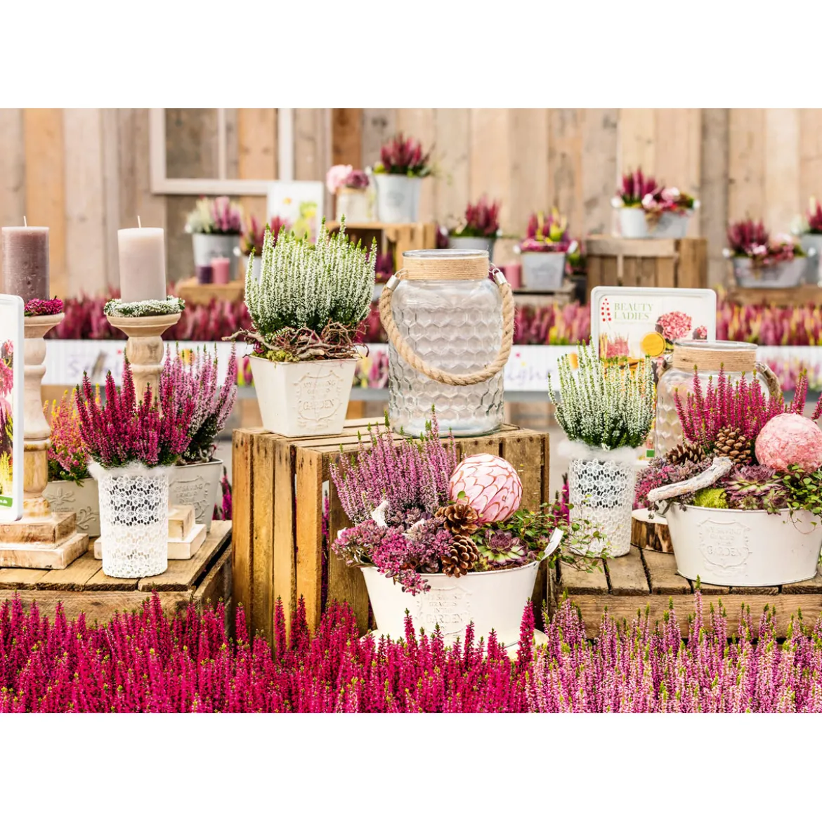 PlantiflorKnospenheide Beauty Ladies Topf Durchmesser 9,5 cm