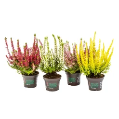 PlantiflorKnospenheide Beauty Ladies Topf Durchmesser 9,5 cm