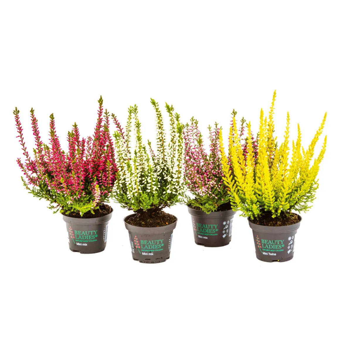 PlantiflorKnospenheide Beauty Ladies Topf Durchmesser 9,5 cm