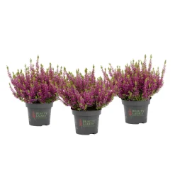 PlantiflorKnospenheide Beauty Ladies Topf Durchmesser 9,5 cm