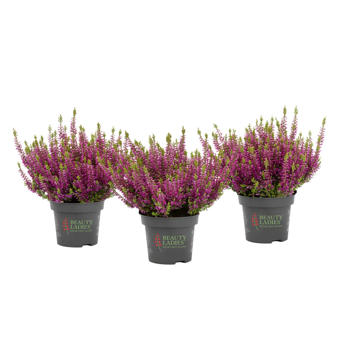 PlantiflorKnospenheide Beauty Ladies Topf Durchmesser 9,5 cm