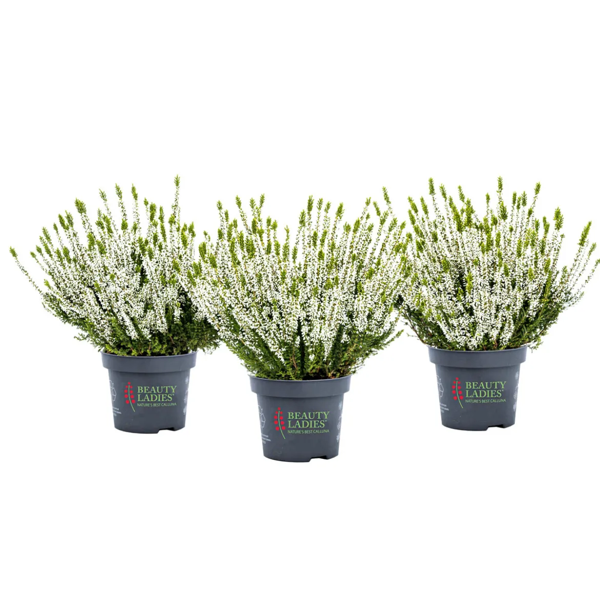PlantiflorKnospenheide Beauty Ladies Topf Durchmesser 9,5 cm