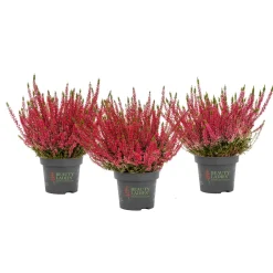 PlantiflorKnospenheide Beauty Ladies Topf Durchmesser 9,5 cm
