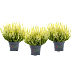 PlantiflorKnospenheide Beauty Ladies Topf Durchmesser 9,5 cm