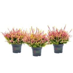 PlantiflorKnospenheide Beauty Ladies Topf Durchmesser 9,5 cm