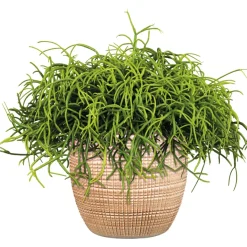 PlantiflorKorallenkaktus 15-20 cm T12