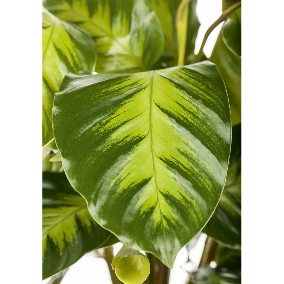 PlantiflorKorbmarante Topf 12 cm