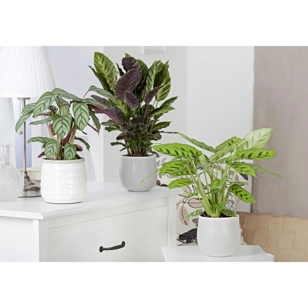 PlantiflorKorbmarante Topf 12 cm