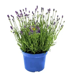PlantiflorLavendel blaue Blüten Topf Durchmesser 17 cm
