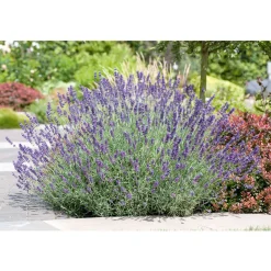 PlantiflorLavendel blaue Blüten Topf Durchmesser 17 cm