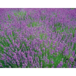 PlantiflorLavendel Munstead Topf- Durchmesser 13 cm