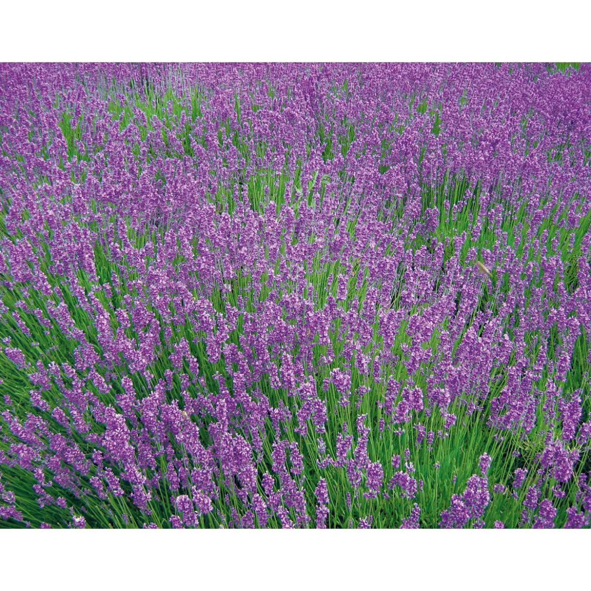 PlantiflorLavendel Munstead Topf- Durchmesser 13 cm