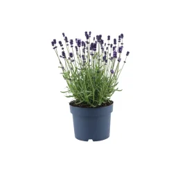 PlantiflorLavendel Munstead Topf- Durchmesser 13 cm