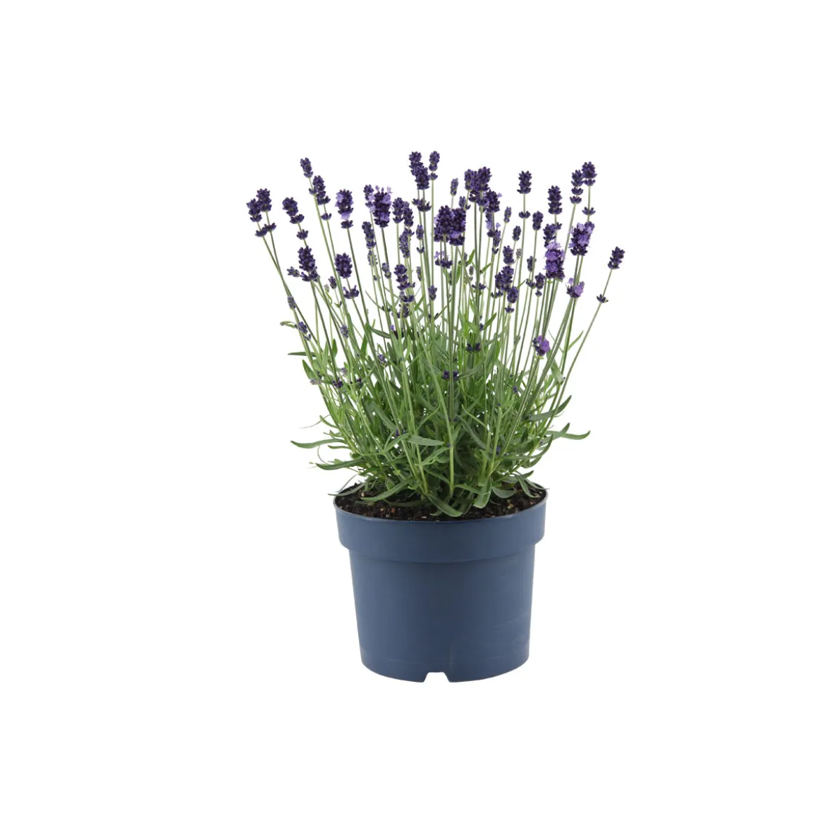 PlantiflorLavendel Munstead Topf- Durchmesser 13 cm
