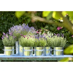 PlantiflorLavendel Munstead Topf- Durchmesser 13 cm