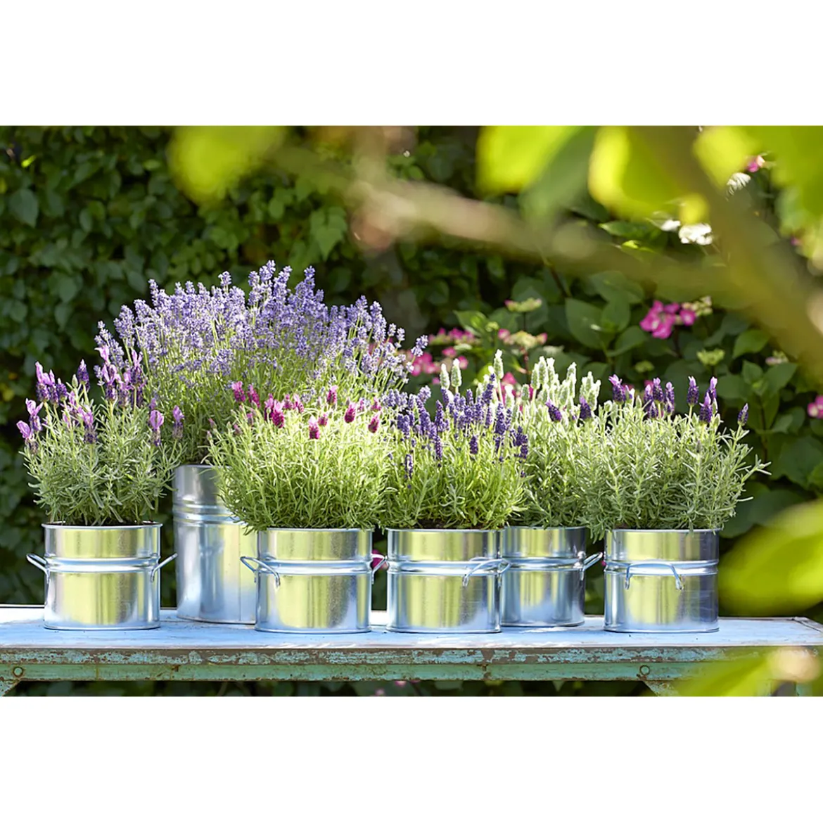 PlantiflorLavendel Munstead Topf- Durchmesser 13 cm