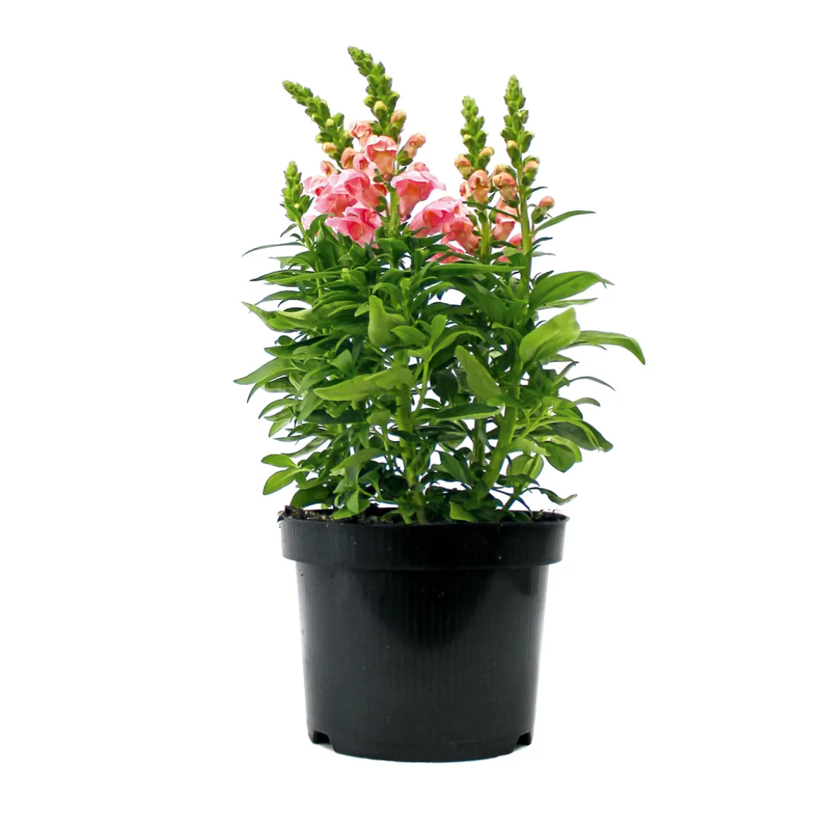 PlantiflorLöwenmäulchen Topf Durchmesser 13 cm