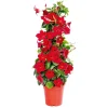 Plantiflor Mandevilla Pyramide Topf Durchmesser 17 cm