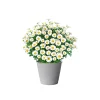 PlantiflorMargeritenbusch weiß im Topf Durchmesser 18 cm