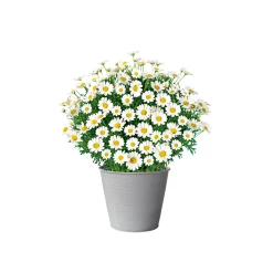 PlantiflorMargeritenbusch weiß im Topf Durchmesser 18 cm