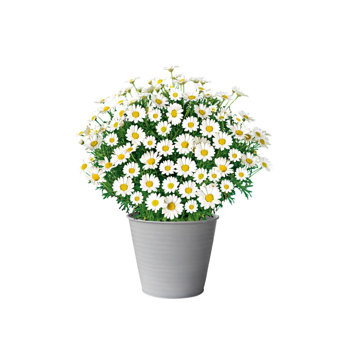 PlantiflorMargeritenbusch weiß im Topf Durchmesser 18 cm