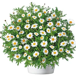 PlantiflorMargeritenbusch weiß im Topf Durchmesser 18 cm
