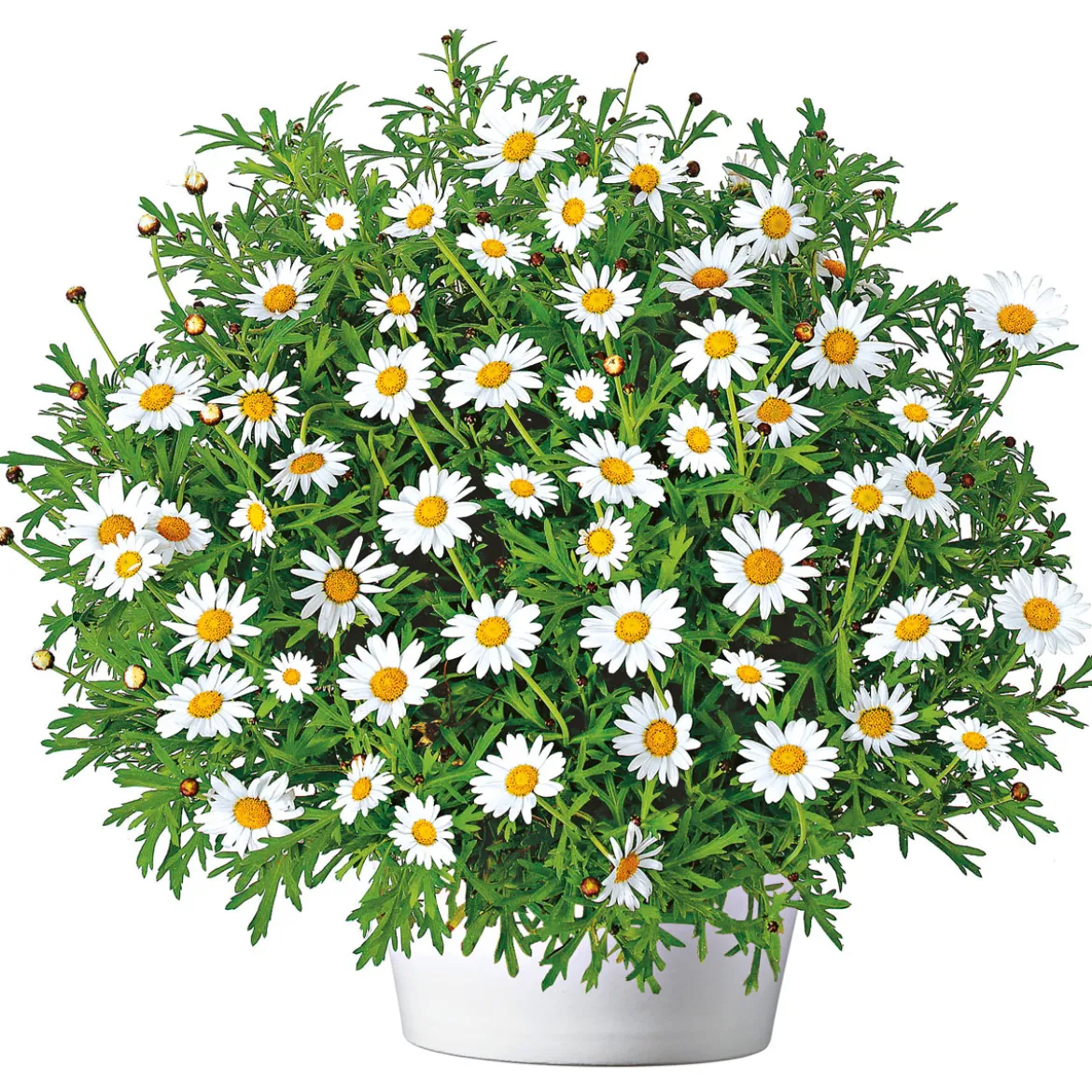 PlantiflorMargeritenbusch weiß im Topf Durchmesser 18 cm