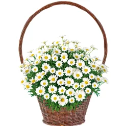 PlantiflorMargeritenbusch weiß im Topf Durchmesser 18 cm