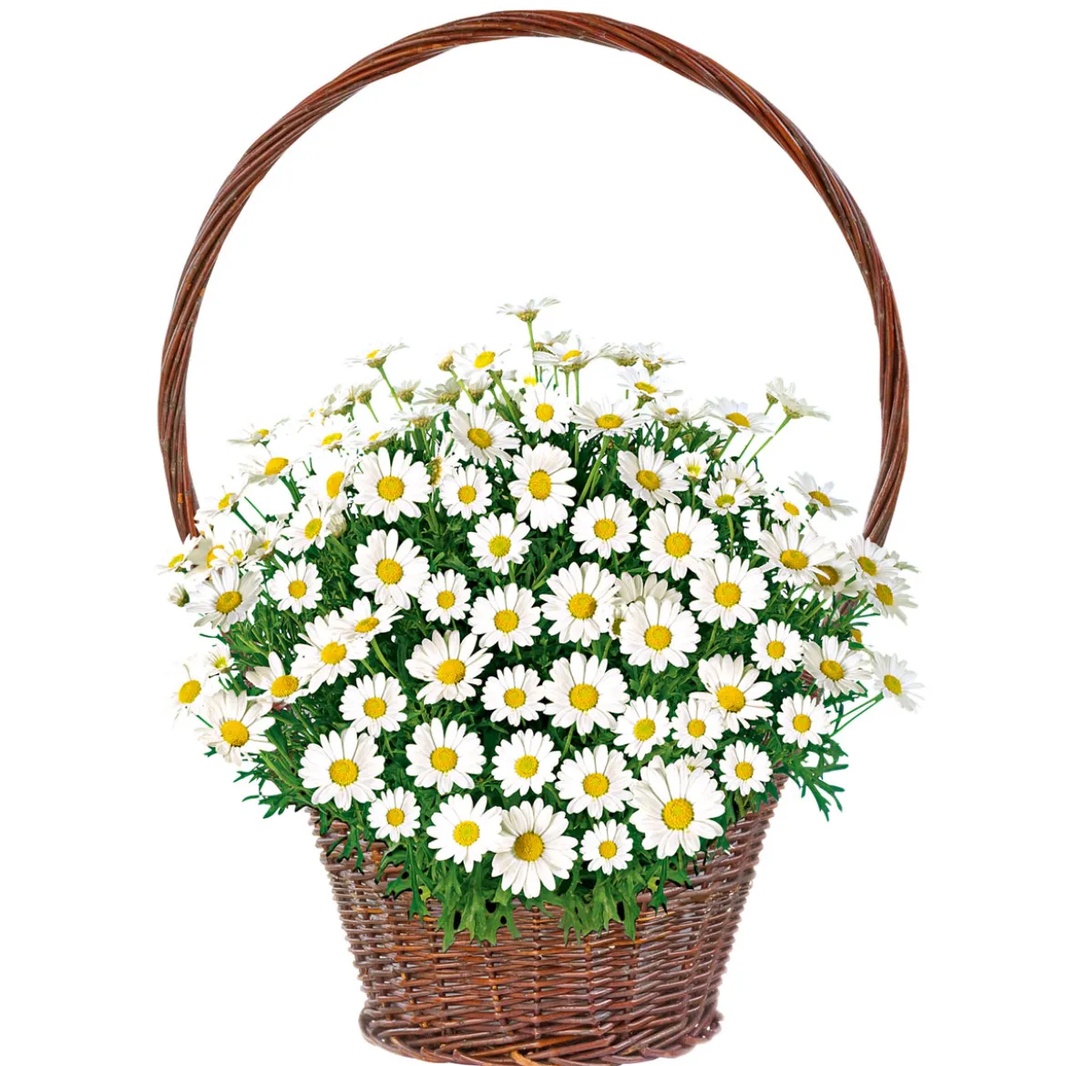 PlantiflorMargeritenbusch weiß im Topf Durchmesser 18 cm