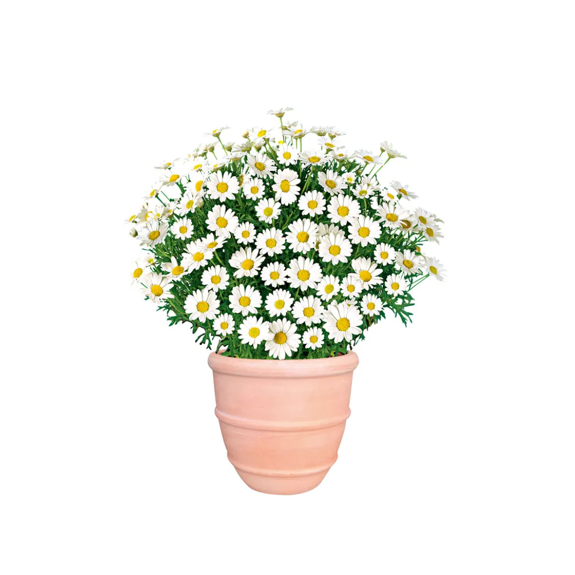 PlantiflorMargeritenbusch weiß im Topf Durchmesser 18 cm
