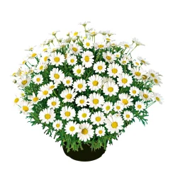 PlantiflorMargeritenbusch weiß im Topf Durchmesser 18 cm