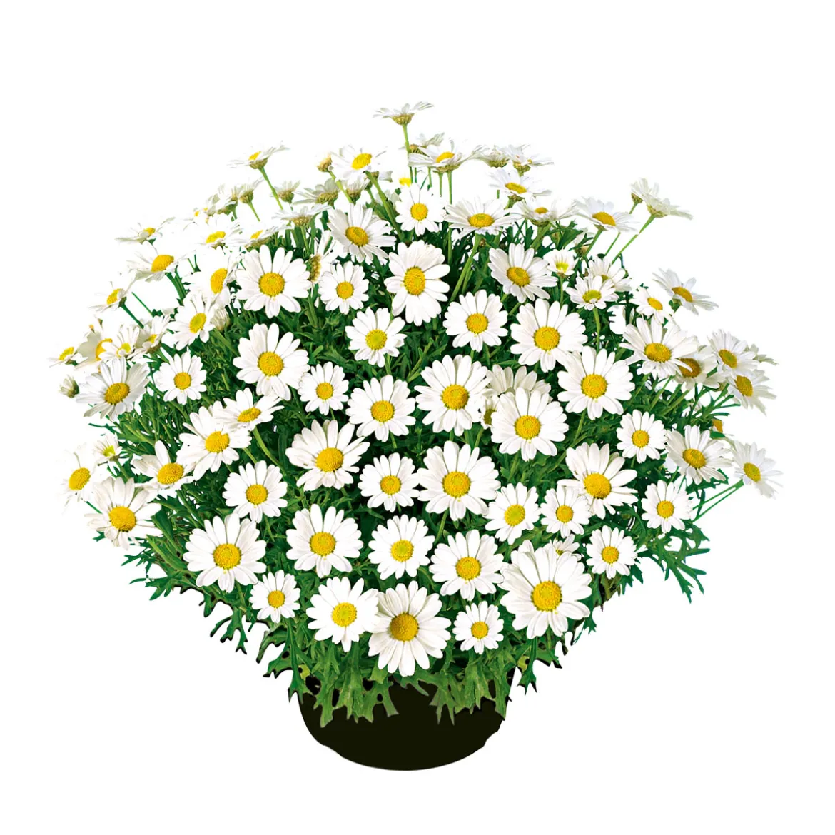 PlantiflorMargeritenbusch weiß im Topf Durchmesser 18 cm
