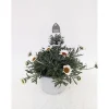 PlantiflorMarokko Margerite African Serie Topf Durchmesser 17 cm