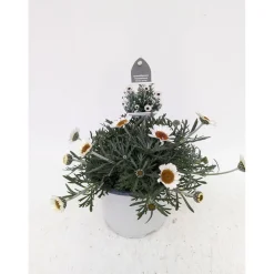 PlantiflorMarokko Margerite African Serie Topf Durchmesser 17 cm