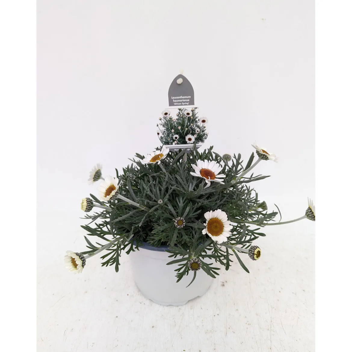 PlantiflorMarokko Margerite African Serie Topf Durchmesser 17 cm