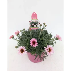 PlantiflorMarokko Margerite African Serie Topf Durchmesser 17 cm
