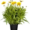 PlantiflorMädchenauge Topf Durchmesser 13 cm