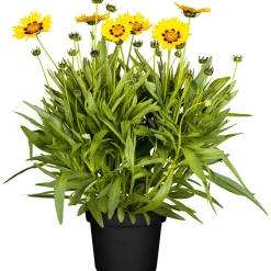 PlantiflorMädchenauge Topf Durchmesser 13 cm