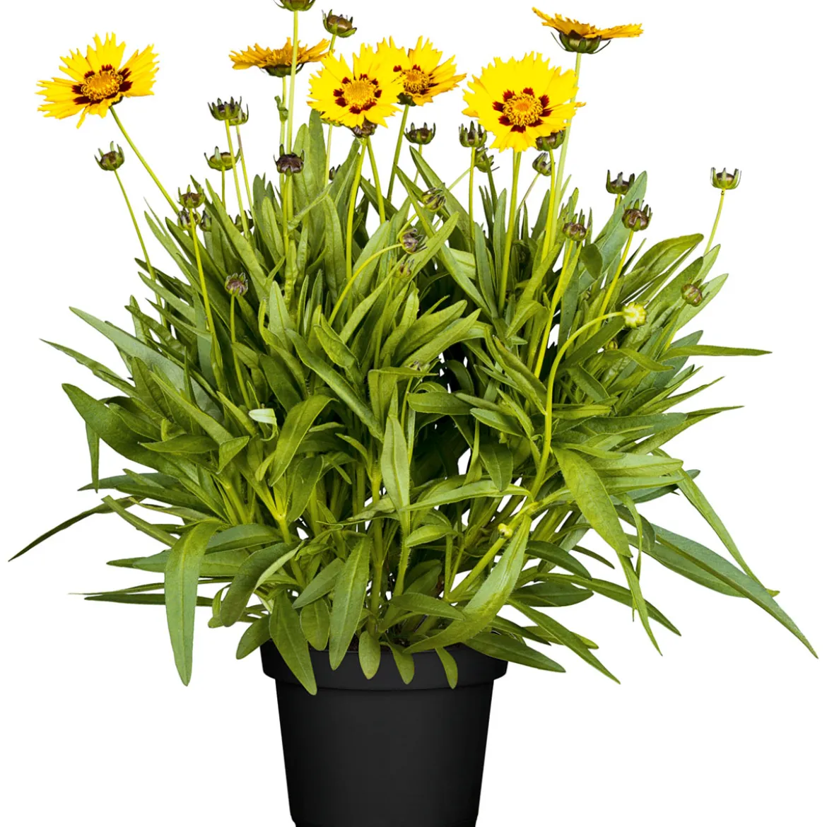 PlantiflorMädchenauge Topf Durchmesser 13 cm