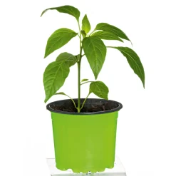 PlantiflorMeisterklasse Peperonie Vulkan Topf Durchmesser 11 cm