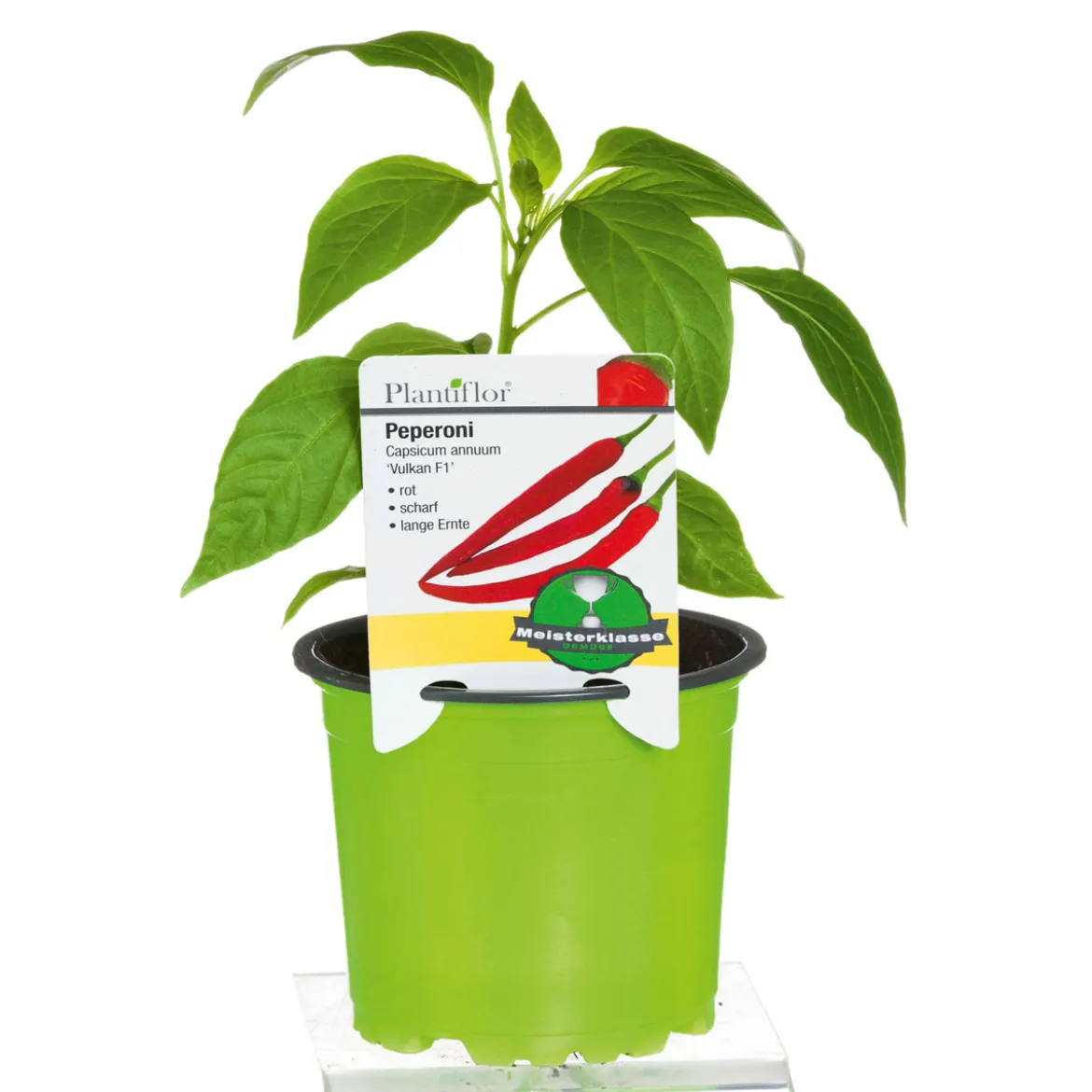 PlantiflorMeisterklasse Peperonie Vulkan Topf Durchmesser 11 cm