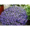 PlantiflorMännertreu Richardii Topf 13 cm