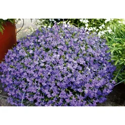 PlantiflorMännertreu Richardii Topf 13 cm