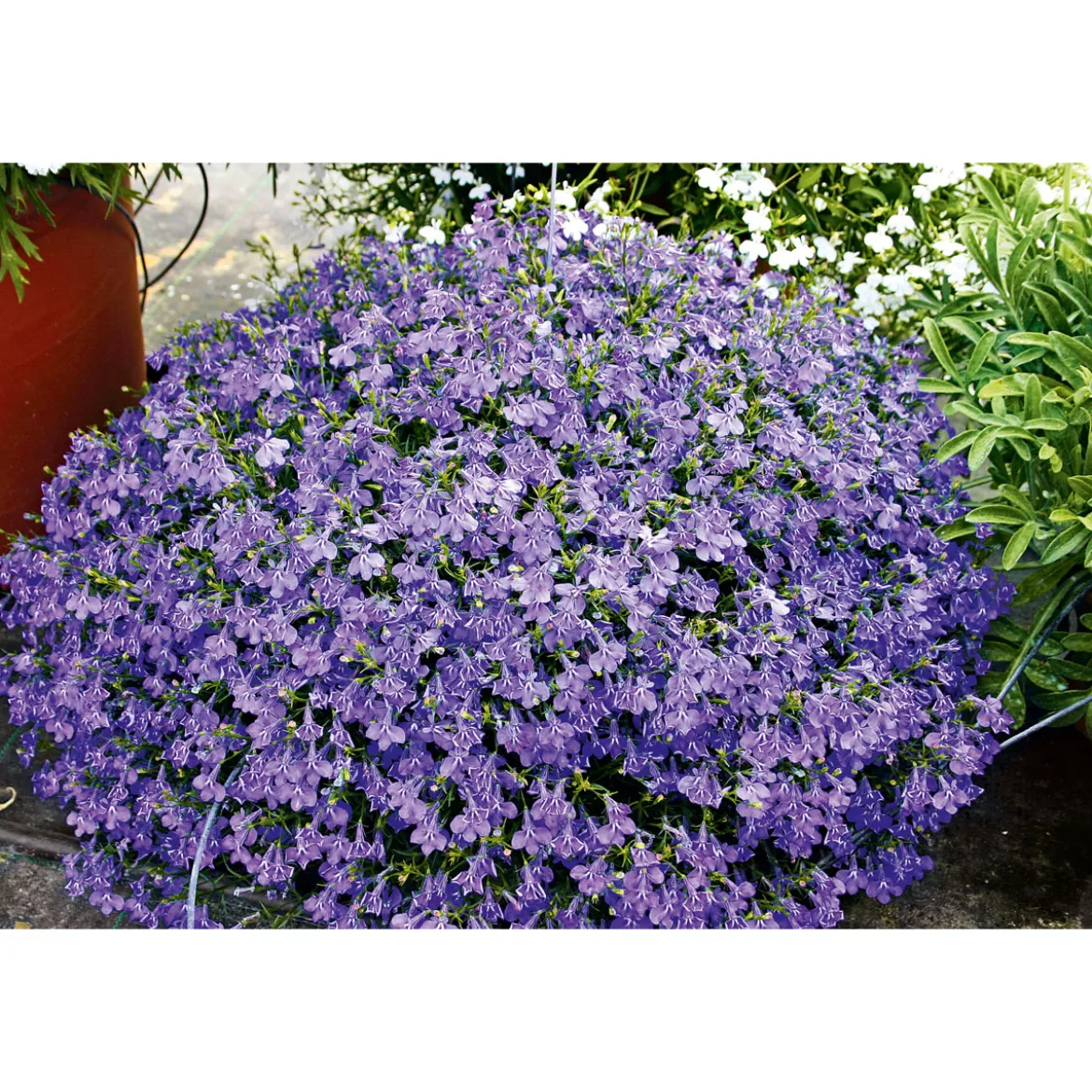 PlantiflorMännertreu Richardii Topf 13 cm