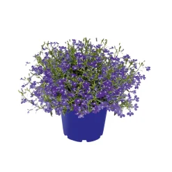PlantiflorMännertreu Richardii Topf 13 cm